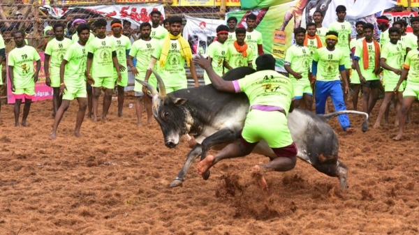 Palamedu Jallikattu winner needs government job instead of car 