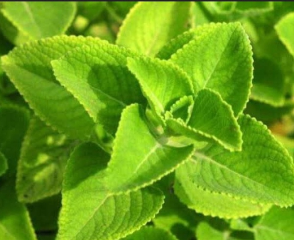 Do you know the Excellent Health Benefits of Omavalli Leaves and Karpooravalli Leaf Juice is the Best for Children