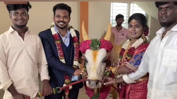  Jallikattu bullock dowry given to newly married couple 