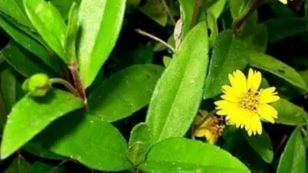 Do you know the Excellent Health Benefits of Karisalai Keerai and Karisalankanni is the Super food for all