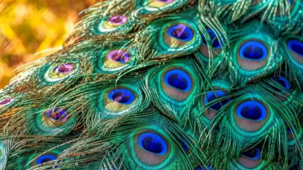  Vastu tips Tamil : How to remove vastu Dhosam Benefits of Peacock Feather