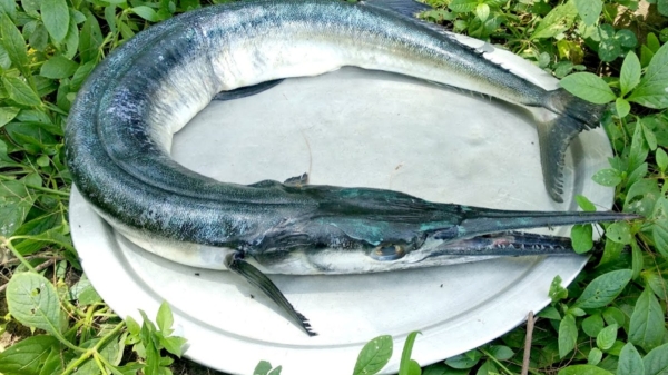 Do you know Excellent Health Benefits of Mural Meen and Mural Fish is the Best for Joint Pain