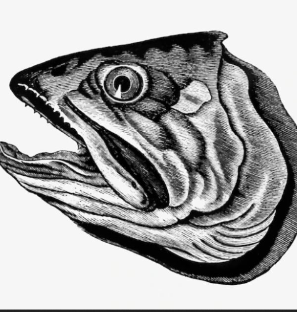 Do you know the Excellent Health Benefits in Fish Head and fish Head curry is the Best for Diabetics