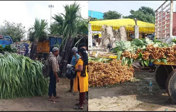 Pongal Gift Package by Tamil Nadu Government and Special Market launch in Koyambedu Market for Sugarcane