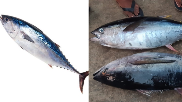 Do you know the Excellent Health Benefits of Tuna Fish and Soorai Fish is the Best Food for all 