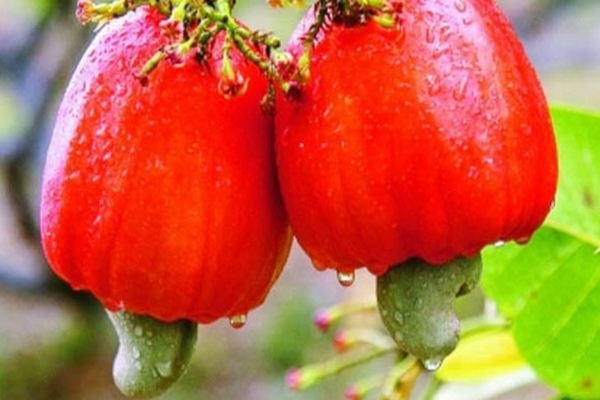 Do you know the Excellent Health Benefits of Cashew Fruits and Super medicinal Uses of cashew fruits