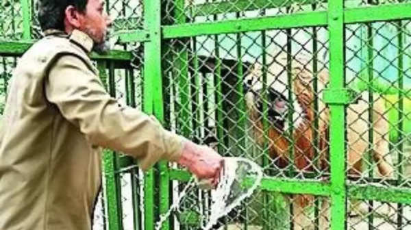 Tripura Principal Chief Conservator of Forest suspended for naming lions Sita and Akbar 