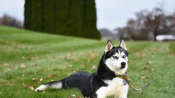  The new Tamil Nadu Dog Breeding Policy will ban the breeding of 9 breeds of dogs 