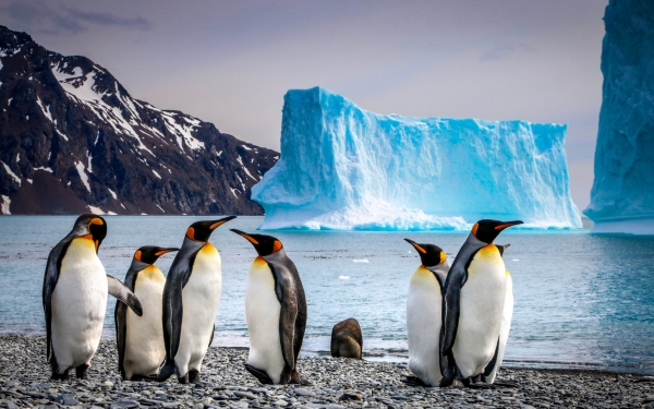 Penguins are on the brink of extinction as bird flu spreads in Antarctica 