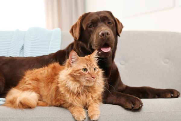 Why a Woman Leaves $2.8 Million Fortune To Pets not her children 