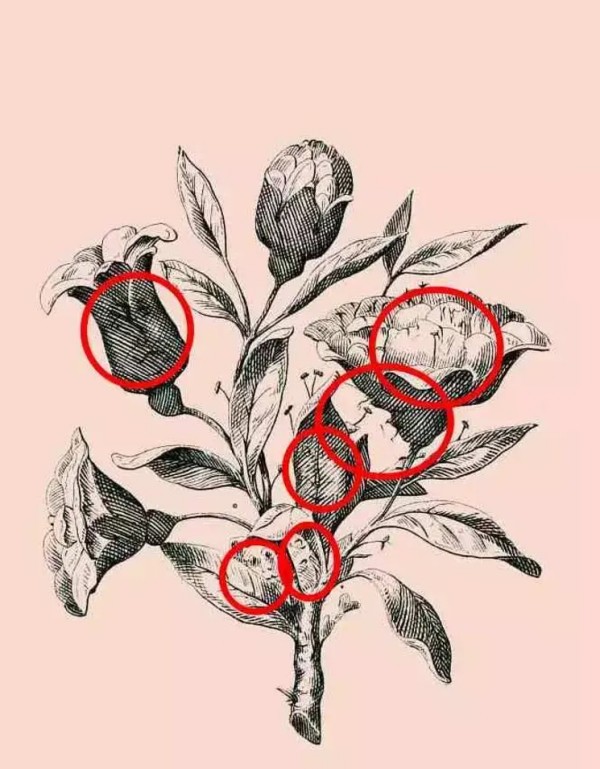 Do you find the hidden faces in the flower? 