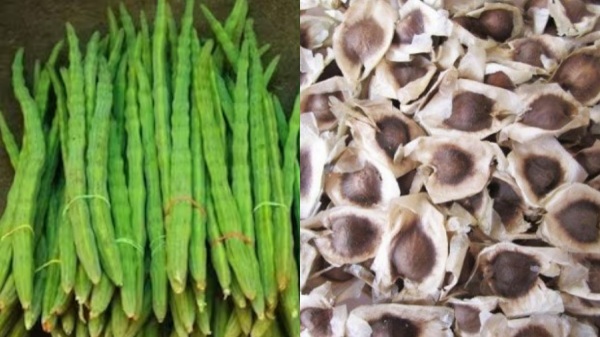 Do you know the Excellent Uses of Drumstick Seeds and Drumstick seed Oil is the Best for Hair Growth