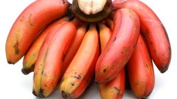 Amazing Benefits in the Red Banana eating 48 days and Do you know How to cook the Delicious Red Banana Kesari 