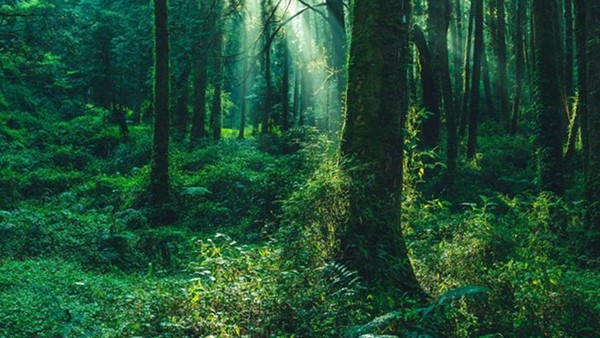 Can you believe that there are two beautiful forests within Chennai for weekend sightseeing ? 