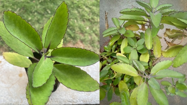 Do you know the health benefits of Ranakalli? 