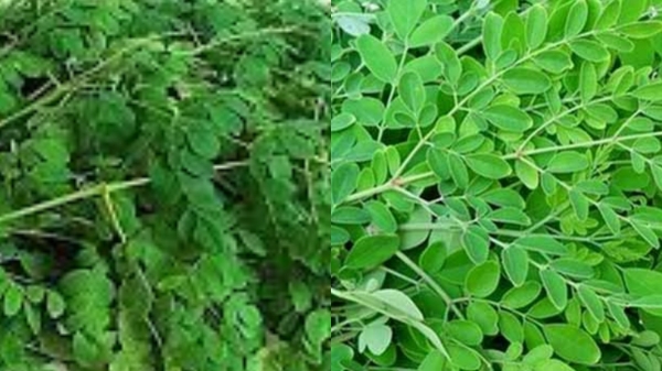 Do you know the Abundant Medicinal Uses of Drumstick Leaf and Super Drumstick Leaves cures nearly 300 diseases 