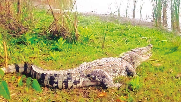 A crocodile knocked on the door of a butchers house near Chidambaram A crocodile knocked on the door of a butchers house near Chidambaram