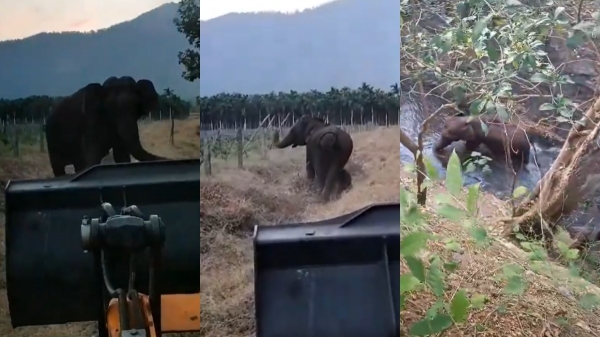  Video: Mother elephant thanks forest department for rescuing baby elephant in Coimbatore 