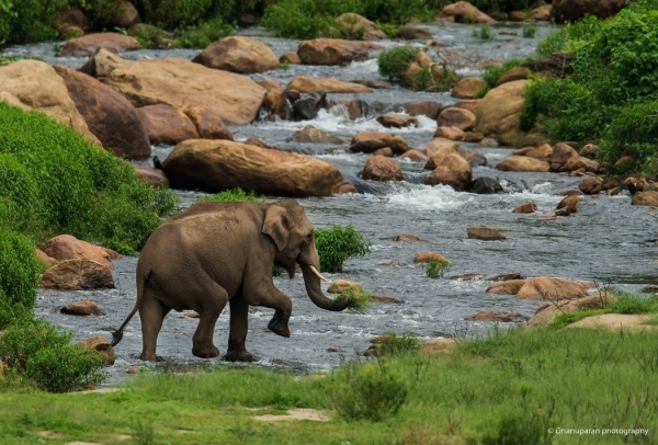 Best weekend tourist spot for Kovai people is Anaimalai 