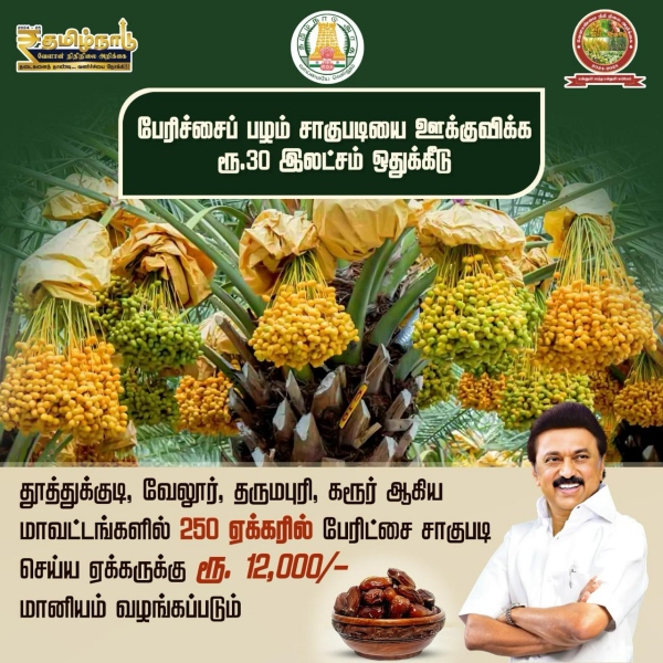 12,000 per acre subsidy to encourage dates cultivation in Tamil Nadu