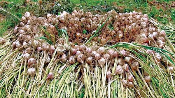 Garlic price has become equal to gold: Do you know where most garlic comes from in Tamil Nadu? 
