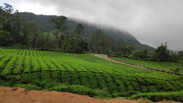 Lets take a look at the top 3 honeymoon places in Tamil Nadu 