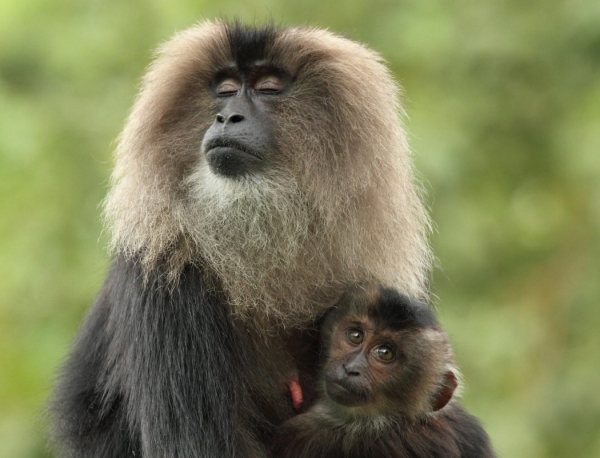 Best weekend tourist spot for Kovai people is Anaimalai 