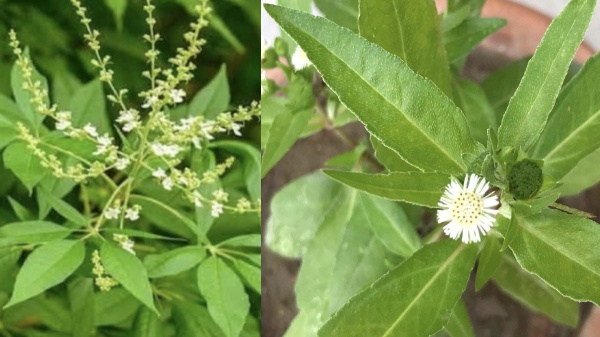 Do you know the Amazing Benefits in Nochi Leaves and what are the 5 Super uses of Nochi Leaf Pillow