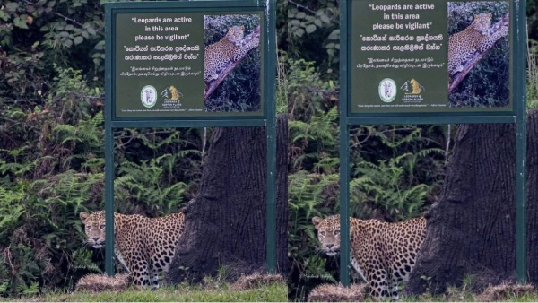 A leopard hiding behind warning board at forest area in Srilanka 