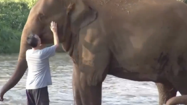 Elephant caretaker returns after years away and his elephants run towards him: see the video 