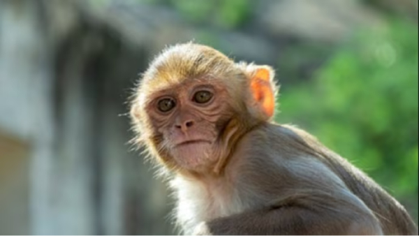 Two death in Karnataka due to Monkey fever Know all about disease symptoms and prevention Two death in Karnataka due to Monkey fever Know all about disease symptoms and prevention