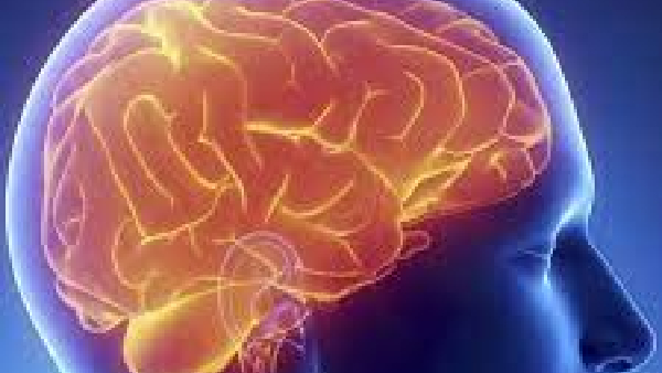 What is superior colliculus the pea sized object in brain that defines how we live today 