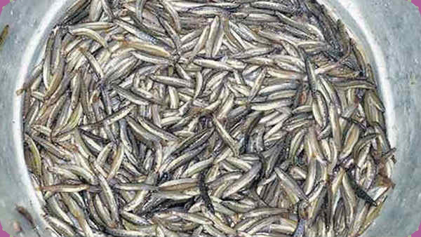 Do you know Excellent Health Benefits of Ayirai Fish and ayira fish is the Best for Men, Women Do you know Excellent Health Benefits of Ayirai Fish and ayira fish is the Best for Men, Women