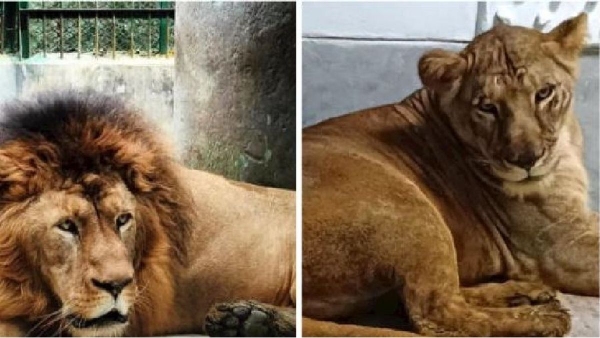 VHP petitions High Court to rename Akbar and Sita lions in Bengal Safari Park 