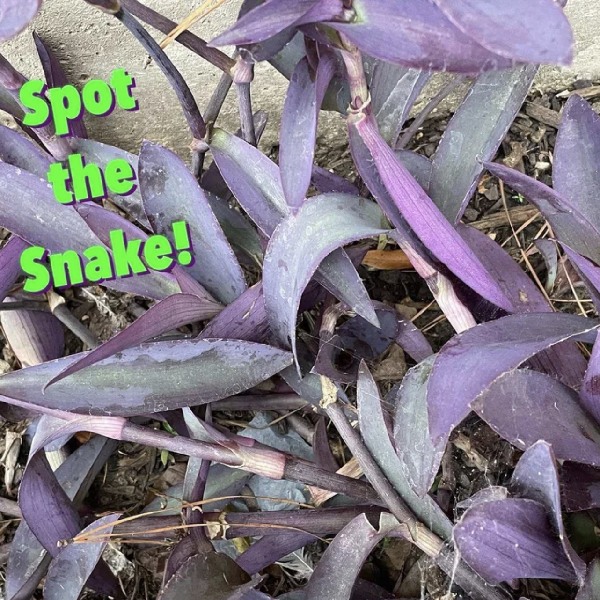 Optical Illusion: Could you find the snake in plants collection? 