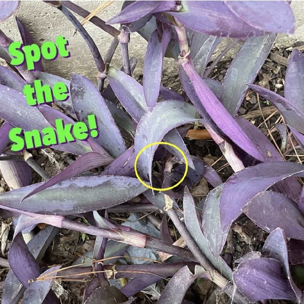 Optical Illusion: Could you find the snake in plants collection? 