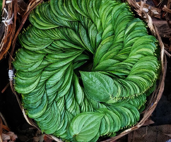 Do you know the Excellent Health Uses of Betel Leaves and Betel Leaf Rasam is the Best for Severe Cold, cough Do you know the Excellent Health Uses of Betel Leaves and Betel Leaf Rasam is the Best for Severe Cold, cough