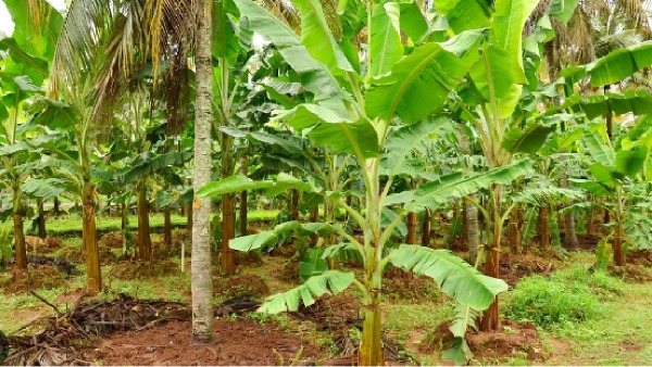Tamil Nadu Agriculture Budget, 5.70 crore will be allocated to cultivate banana and nutmeg as intercrops in coconut groves 