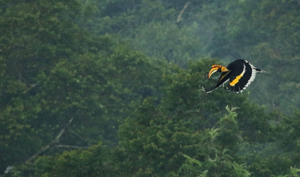 Best weekend tourist spot for Kovai people is Anaimalai 