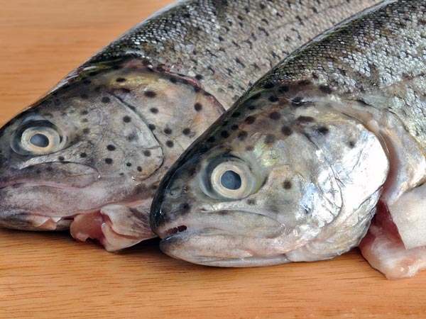 Do you know the Excellent Health Benefits in Fish Eyes and fish Eyes are the Best for Sugar Patients Do you know the Excellent Health Benefits in Fish Eyes and fish Eyes are the Best for Sugar Patients
