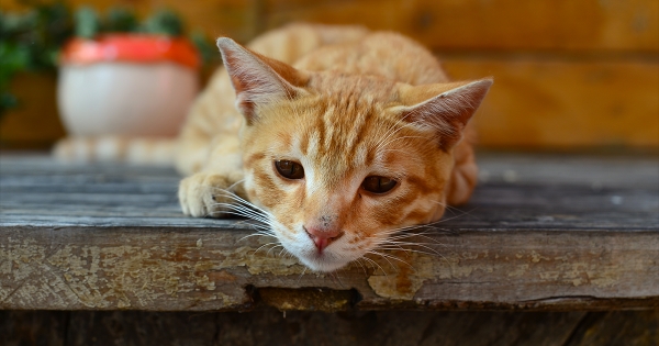  Shocking Man in Kerala Found Eating Cat as He Hadnt Eaten Food For 5 Days