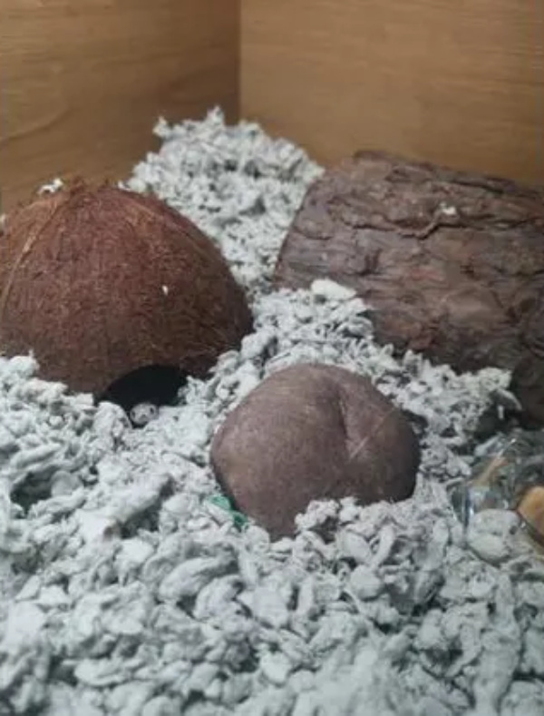  Optical Illusion can you find the snake in just 3 seconds? 