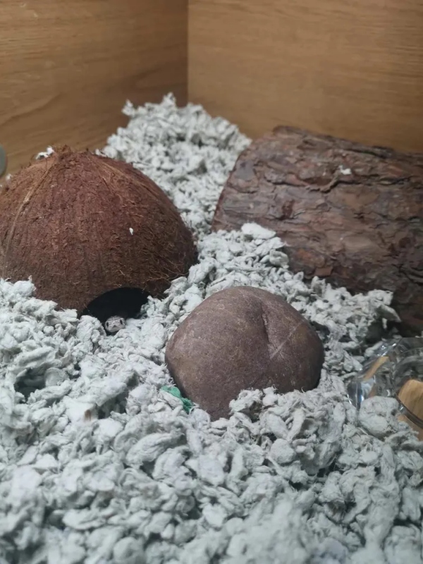  Optical Illusion can you find the snake in just 3 seconds? 