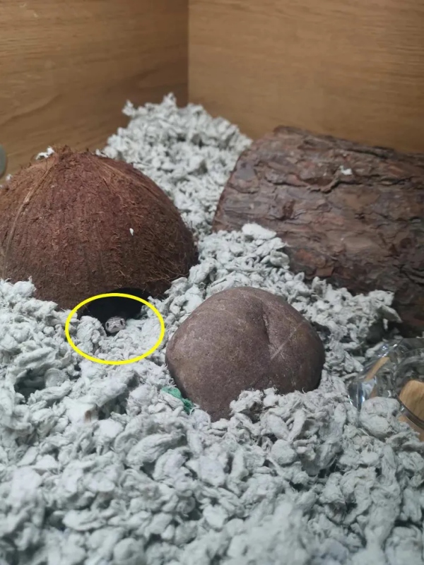  Optical Illusion can you find the snake in just 3 seconds? 