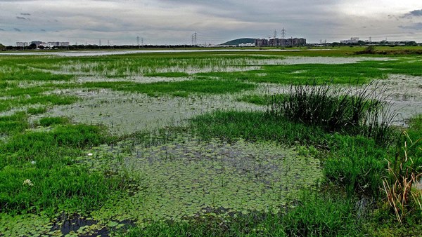Government not to allow any kind of encroachment in Chennai Pallikaranai wetlands : High court 