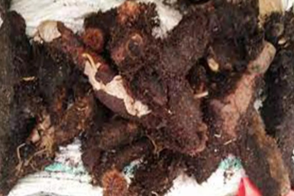 Do you know the Wonderful Health Benefits in Mudavatukaal Kilangu and Aattukkaal Kizhangu Juice is the Best for all Do you know the Wonderful Health Benefits in Mudavatukaal Kilangu and Aattukkaal Kizhangu Juice is the Best for all