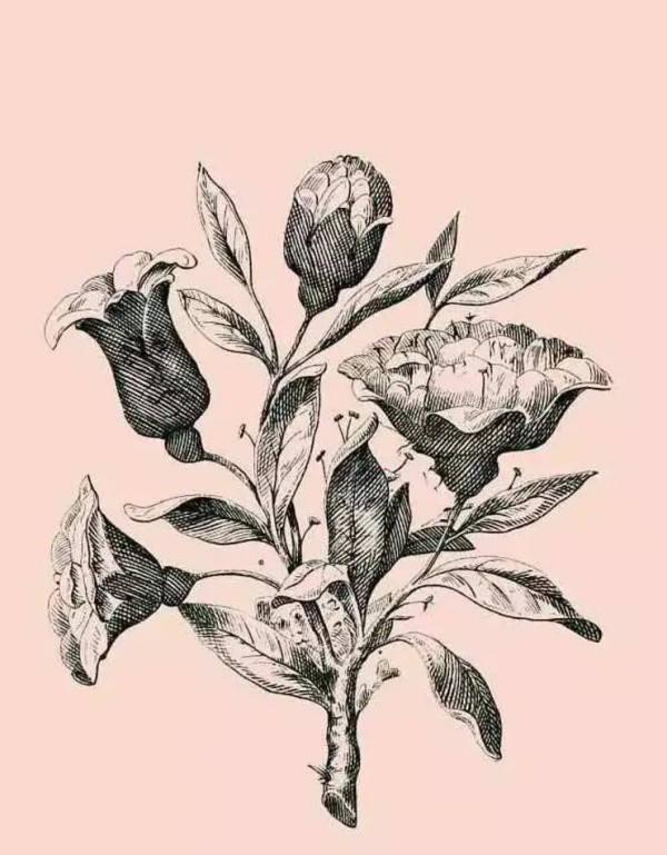 Do you find the hidden faces in the flower? 