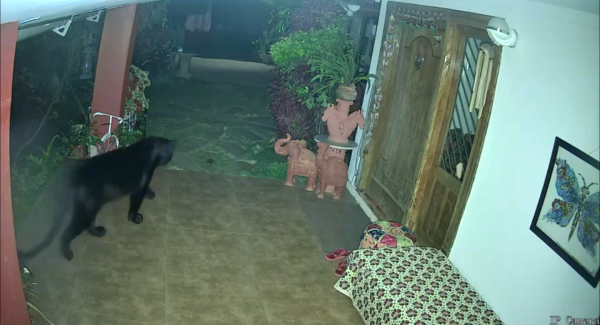 Coonoor Surprise Visit Black Panther and do you know who is the special guest in the Coonoor Nilgiri District