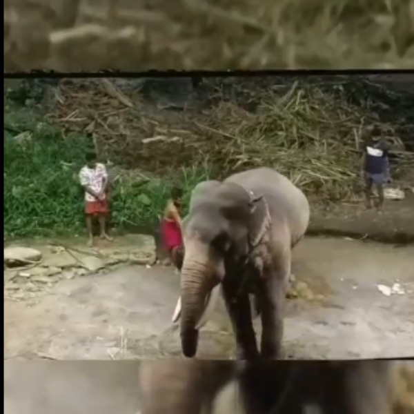 Jayalalithas Krishna Elephant and what did Kerala High Court say about guruvayur 3 elephants including Gajendra