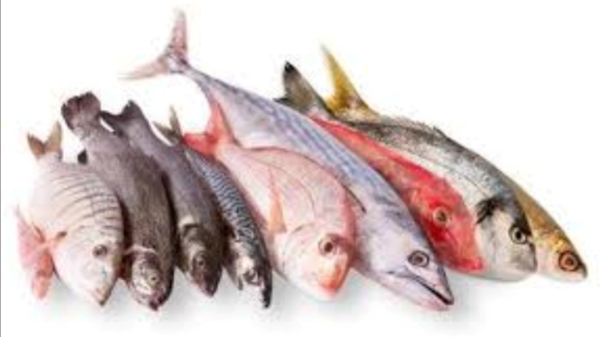 Do you know the Excellent Health Benefits of Milk and Can we eat Fish with Curd including Lactic Products